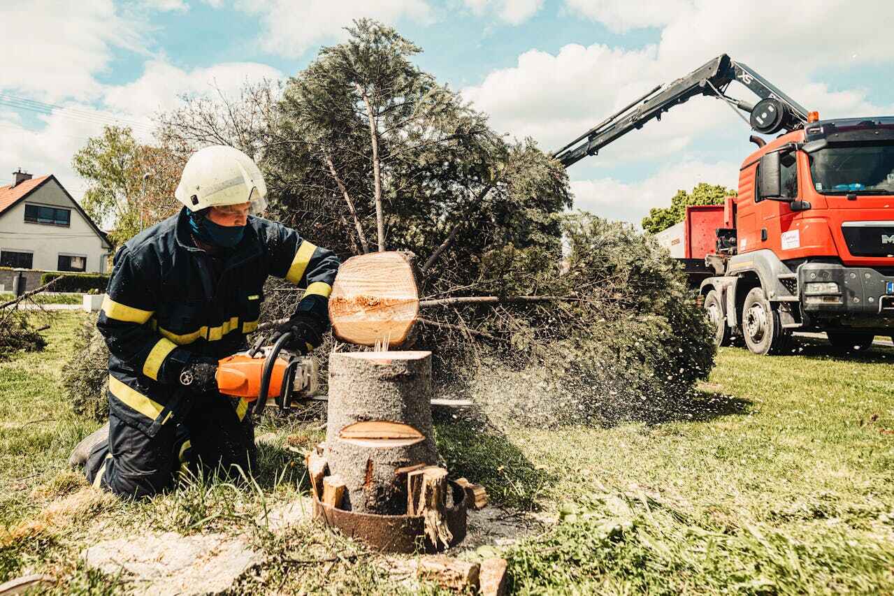 Best Emergency Tree Service  in Punta Gorda, FL